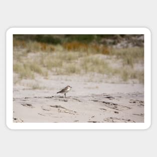 The Dotterel Sticker